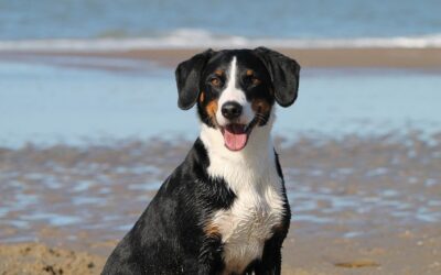 Pet Groomer In Glendale CA / The Ultimate Guide To…