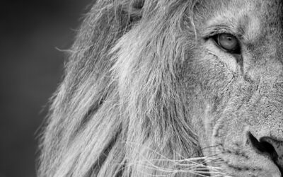 Wildlife Photography Near Me | Discover The Untamed Beauty Of…