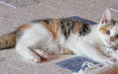 Cleaner: Offers Cleaning Services For Homes, Including Dusting, Vacuuming, And…