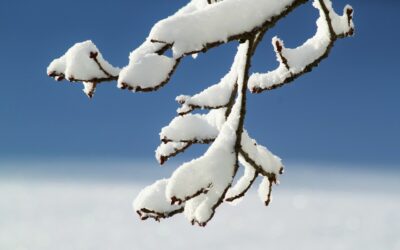 Courier Services In Fort Myers FL | The Ultimate Guide…