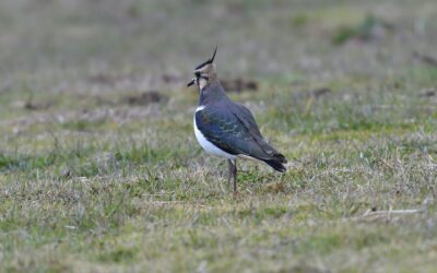 Diesel Repair & Service: » Diesel Repair & Service: Your…