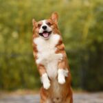 Dog Grooming Services In Glendale CA ~ Unleash The Glamour...