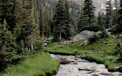 Eco-friendly Weed Control In Colorado: Eco-Friendly Weed Control In Colorado:…