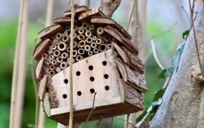 Environmental Consultant In Stone Mountain GA Indoor Air Quality In…