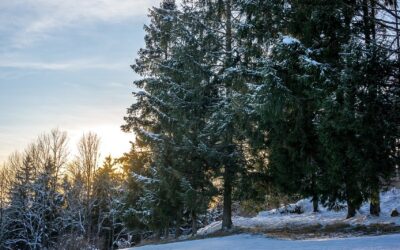 Flooring » Discover The World Of Flooring In Maine: A…