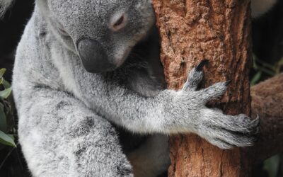 Invest In Startups Australia ~ Unlocking Adventure: Invest In Startups…