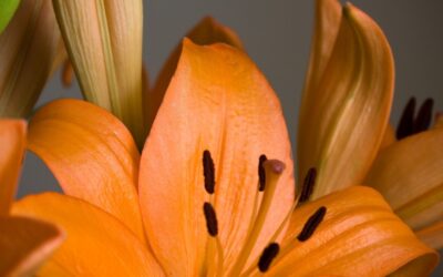 Landscape Designer In Brewster NY Tree Services In Brewster NY…