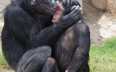 Landscaping: – Landscaping: A Comprehensive Guide For Homeowners In Guam…