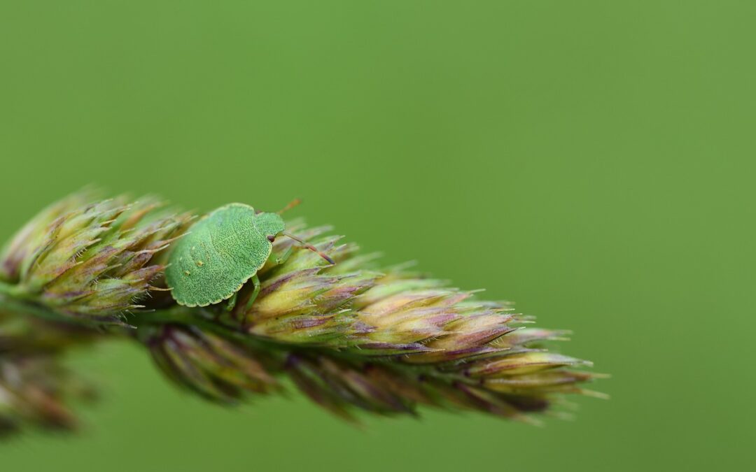 Local Weed Control Experts In Kentucky: Weed Warriors: Eradicating Unwanted…