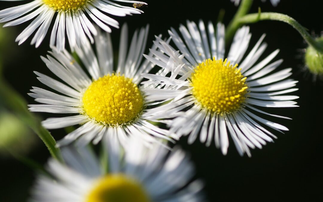 Noxious Weed Removal In Maryland – Eradicating Noxious Weeds: A…