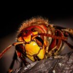 Pest Control - Pest Control: Keeping Your Tooele County Home...
