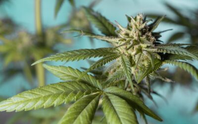 Recreation & Outdoors: &raquo; Summit County, Utah: A Recreation And…