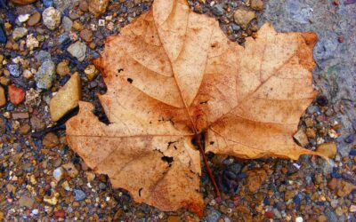 Tattoo Shop In Moreno Valley CA Custom Tattoos In Moreno…