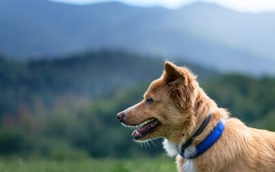 Dog Training Lehi Utah – Unleash Your Canine’s Potential With…