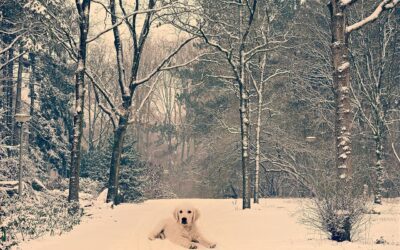 Tree Removal Scottsdale | Tree Removal In Scottsdale: A Comprehensive…