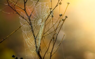 Affordable Web Hosting In Massachusetts ~ Unlocking The Power Of…