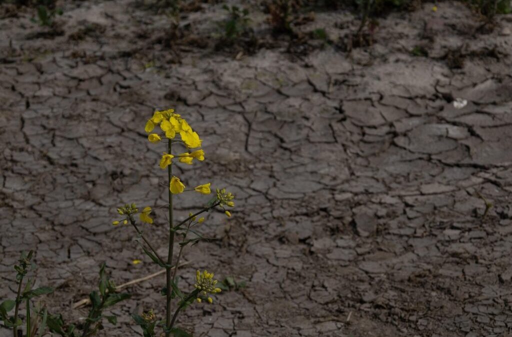 Climate Change Impact On Great Basin ~ The Laguna Salada:…