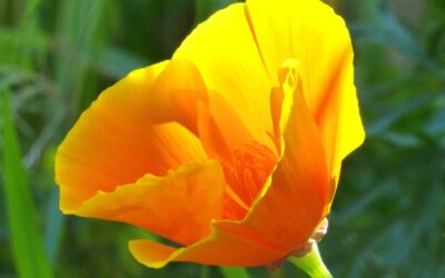 Fence Contractor In Mundelein IL Wooden Fence Services In Mundelein…