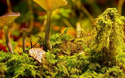 HVAC Contractor In Tampa FL Solar Panel Companies In Hillsborough…