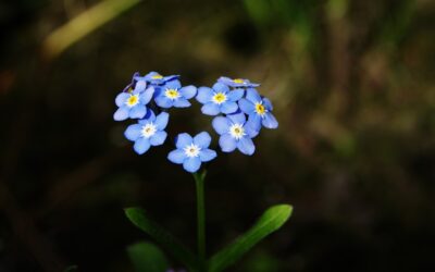 Lawn Care Services Near Me – Tired Of A Weedy…