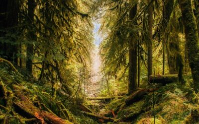 Local Online Stores In Oregon | Oregon’s Online Shopping Scene:…