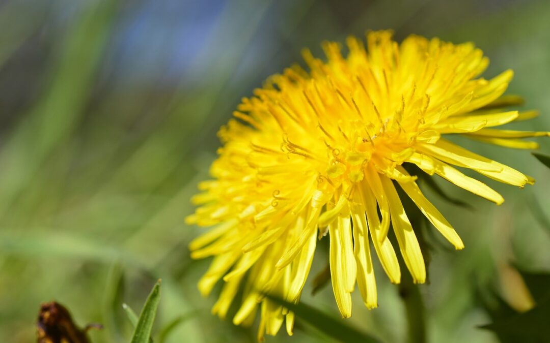 Noxious Weed Control | Say Goodbye To Those Pesky Noxious…