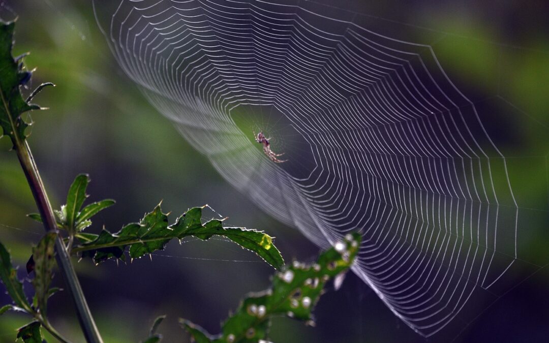 Spiders ~ Eight-Legged Wonders Of Cache County: Spiders In Your…