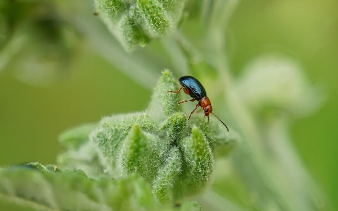 Trending Keywords: – Bugging You? Trending Pests In Illinois! TL;DR…