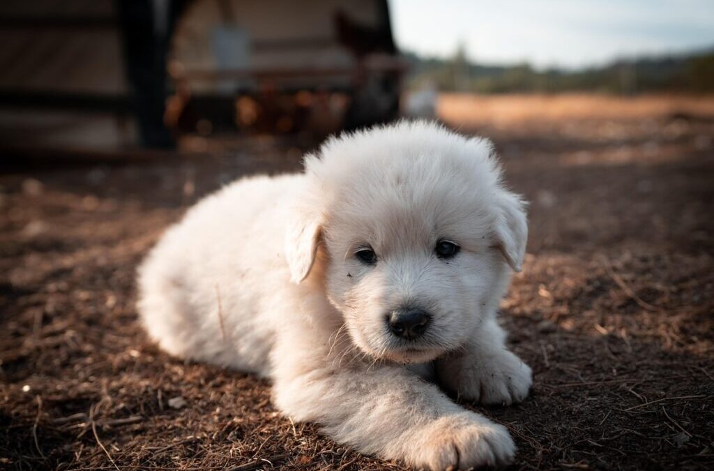 Climate Adaptation Strategies In The Great Basin » Saving Our…