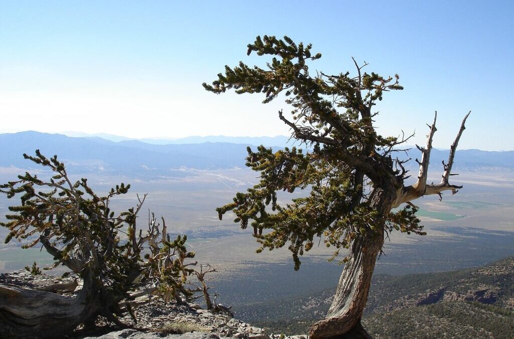 Climate Adaptation Strategies In The Great Basin – The Great…