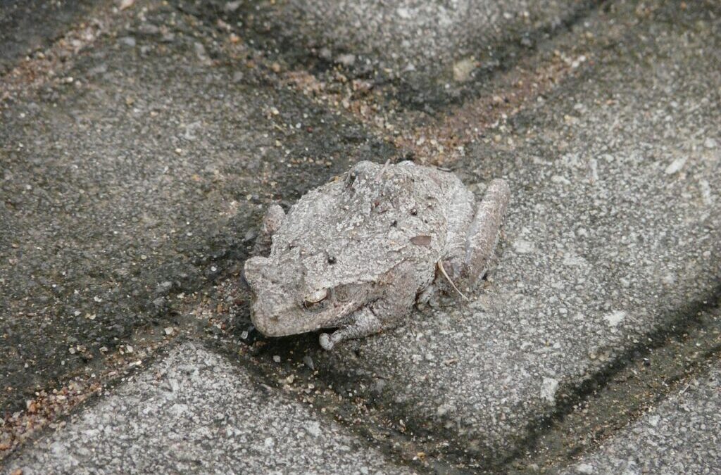 Climate Adaptation Strategies In The Great Basin – Living With…