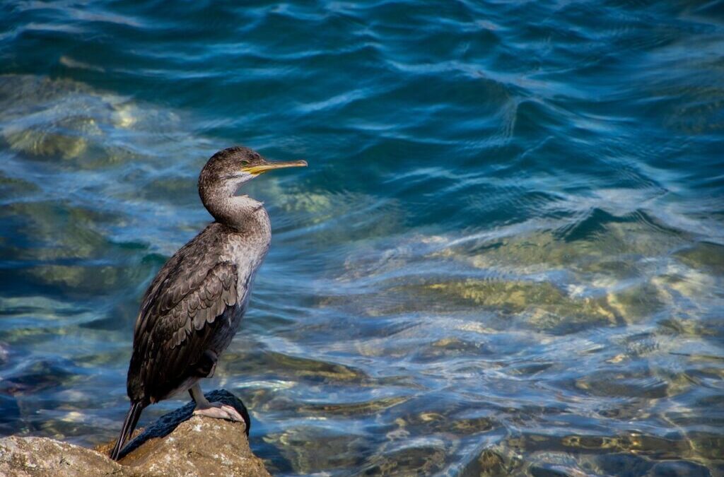 Climate Resilience Strategies For The Great Basin / The Laguna…