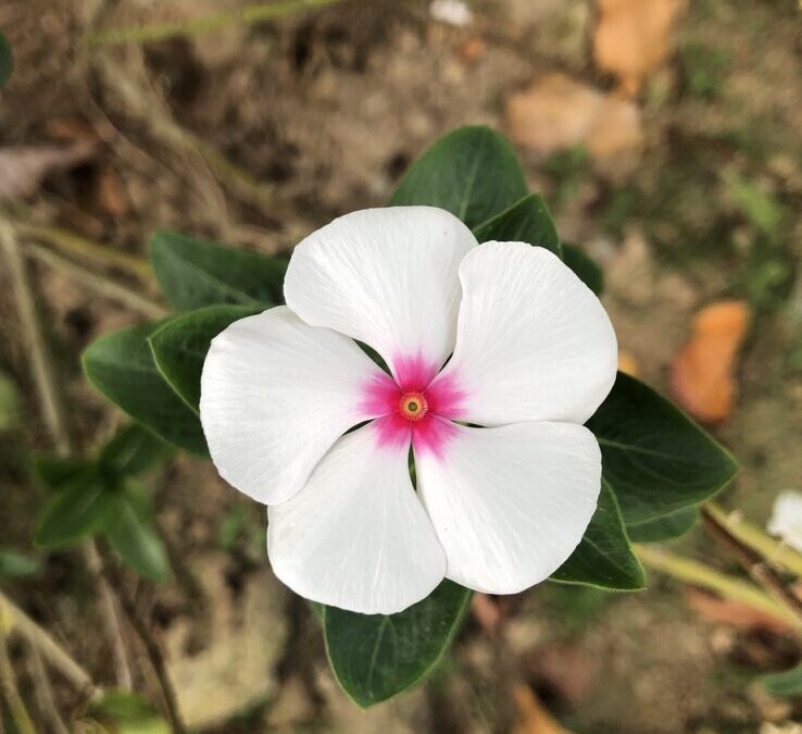 Climate Resilience / The Laguna Salada: A Salty Story Of…