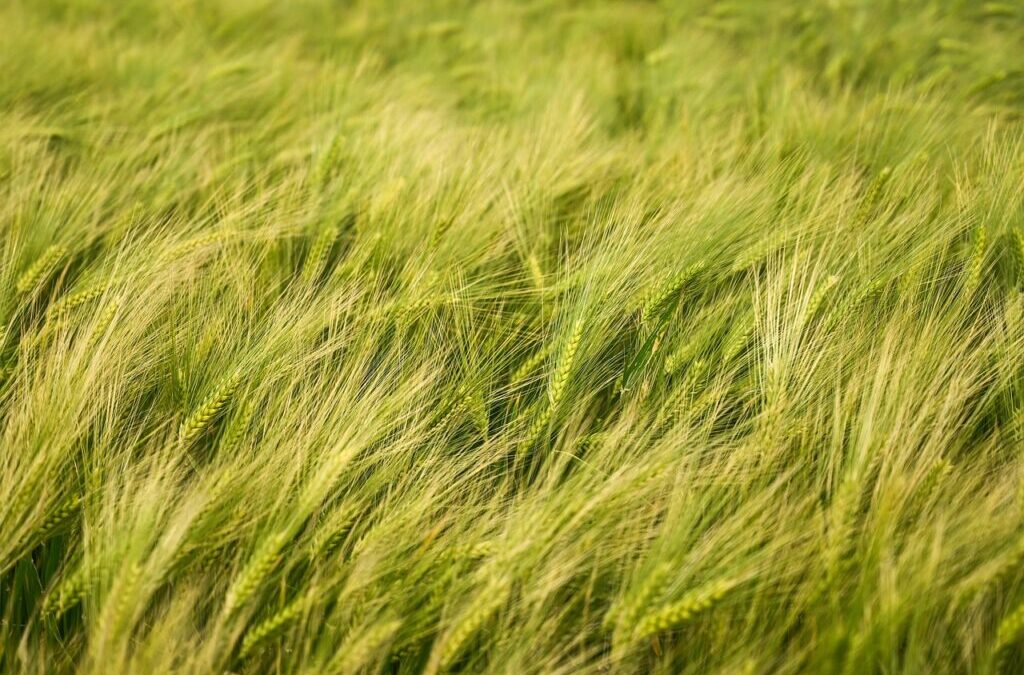 Crop Shifting And Drought-resistant Crops | The Great Salt Lake:…