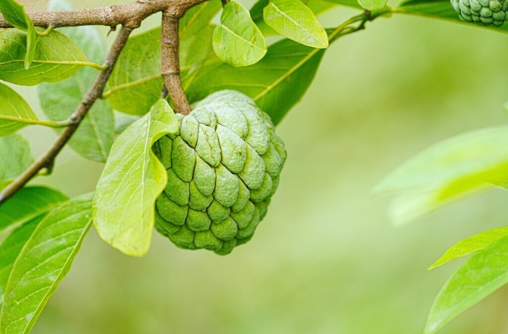 Effective Strategies By Active Climate Rescue Initiative – Saving Our…