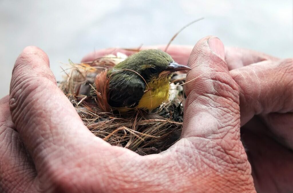 Effective Strategies By Active Climate Rescue Initiative / Nevada’s Thirst:…