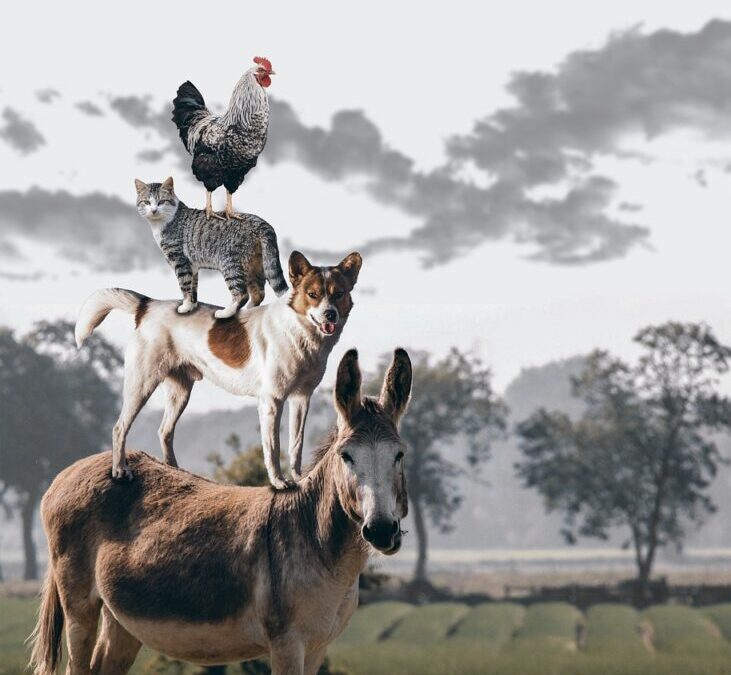 Efficient Irrigation Systems For Farms | The Great Salt Lake:…