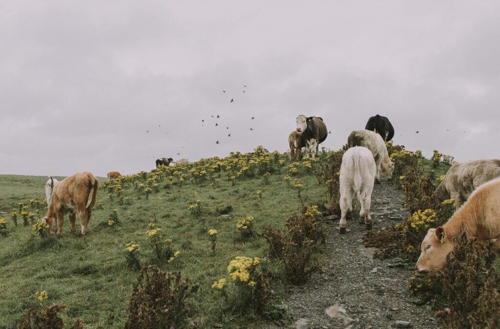 Efficient Irrigation Systems For Farms / The Great Basin’s Thirsty…
