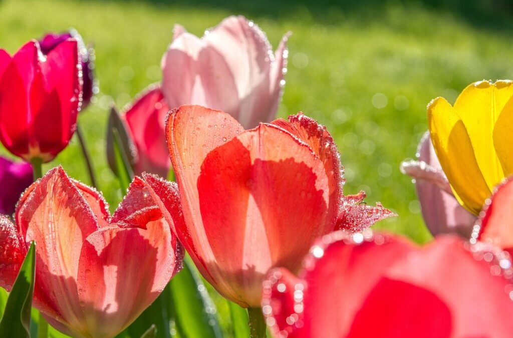 Efficient Irrigation Systems For Farms » The Great Basin: A…