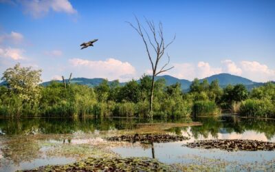 Enhancing The Natural Water Cycle ~ The Great Salt Lake:…