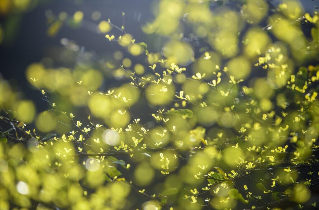 Examples Of Successful Water Management Projects In Similar Environments ~…