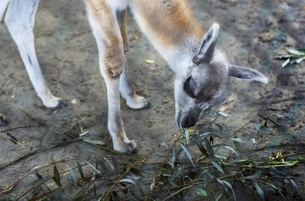 Great Basin – Water Cycle Solutions ~ The Great Basin:…