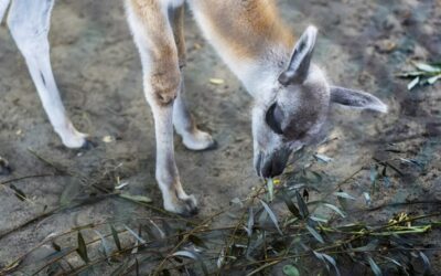 Great Basin – Water Cycle Solutions ~ The Great Basin:…