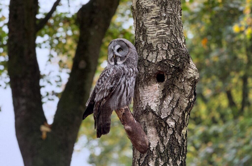 Great Basin Water Cycle – 💦 The Amazing Journey Of…
