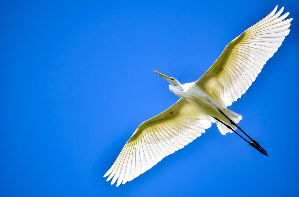 Great Basin Watershed Management Plans ~ Water, Water Everywhere, But…