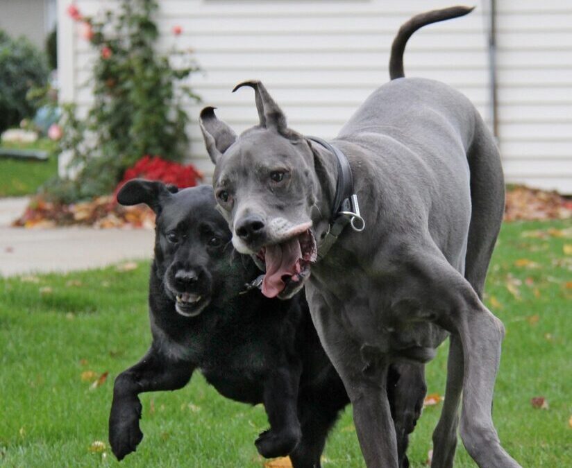 Great Basin » The Great Basin: A Thirsty Land TL;DR…