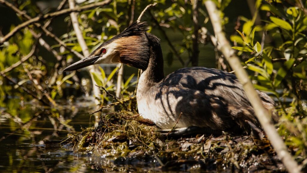 Great Salt Lake Wildlife Conservation / The Great Salt Lake:…