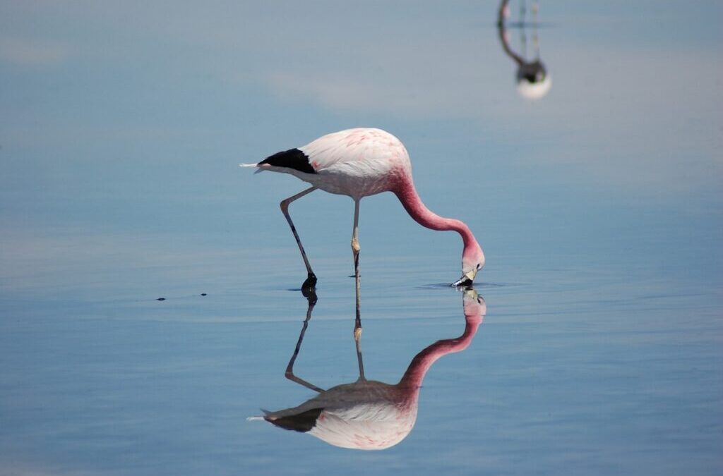 Great Salt Lake: The Great Salt Lake: A Thirsty Giant…