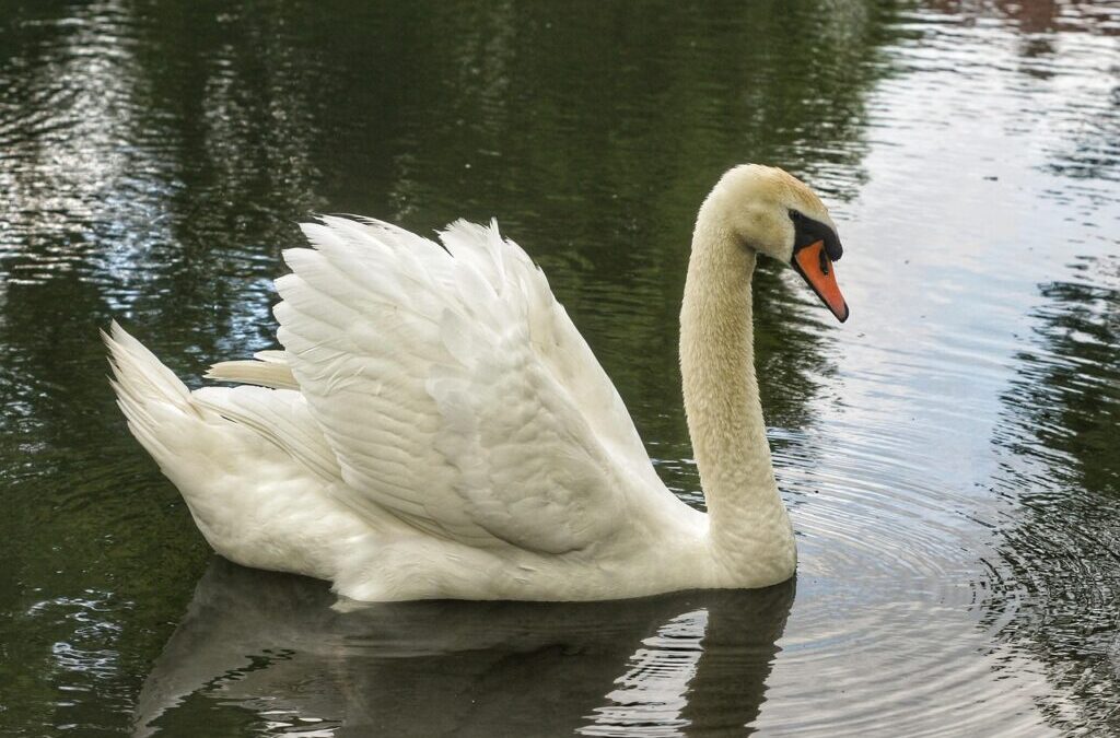 Laguna Salada Water Cycle ~ The Laguna Salada’s Thirst: A…