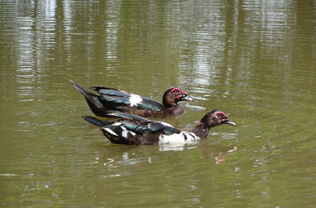 Laguna Salada » The Laguna Salada: A Desert Oasis In…